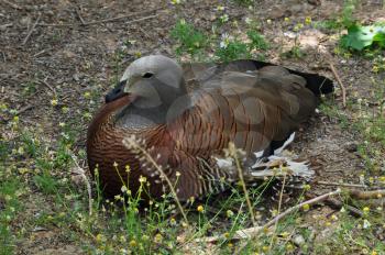 Ashy-headed goose resting among flowers. Animal in natural environment.