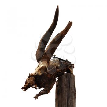 Antelope skull with horns on white background.