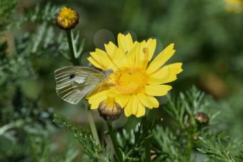 White butterfly on yellow flower. Springtime nature macro.
