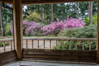A view of a wall of Rhododendron flowers from a porch. Shot taken in Federal Way, Wasington.