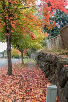 Radiant fall colors burst forth from trees lining a street in Burien, Washington.