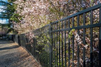 White Cherry blossoms are in full bloom beside a metal fence in Seatac, Washington.