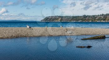 A Blue Heron wades in a pool along the shore in Burien, Washington.