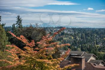 A view of autumn leave and Mount Rainier in Burien, Washington.