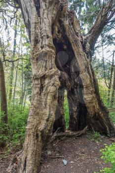 A closeup shot of a hollow, burned tree trunk at Seward Park in Seattle.