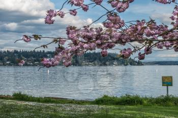 Flowers bloom on a Cherry tree branch at Seward Park in Seattle, Washington.