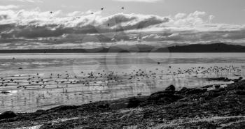 A flock of birds flies along the shore in West Seattle, Washington.