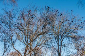 Crows sit in trees at Beer Sheva Park in Seattle, Washington.