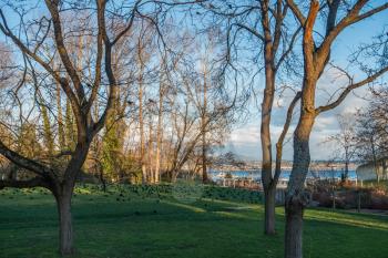 Crows sit in trees and on the grass at Beer Sheva Park in Seattle, Washington.