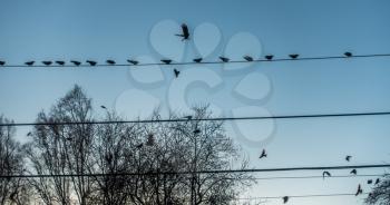 Crows sit on wires at Beer Sheva Park in Seattle, Washington.