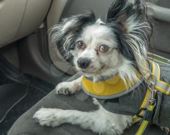 A black and white Papillon dog sits on the front seat of a car.