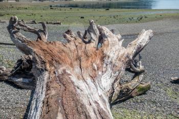 A view of the shore of Normandy Park, Washington with a driftwood tree.