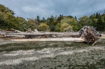 A view of driftwood tree trunks and trees at Saltwater State Park in Des Moines, Washinton.