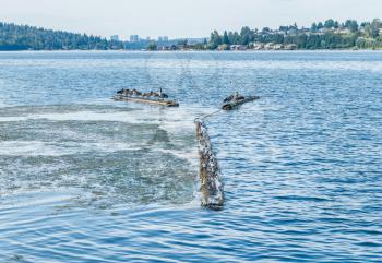 A group of Canada Geese sit on logs in Lake Washington near the Cedar River.