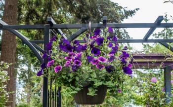 A basket with Petunia flower hangs on a porch in Burien, Washington.