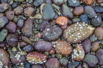 Closeup image rocks on the shore of Hood Canal in Wahsington State. Background or texture.