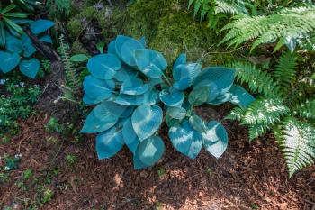 A view of a Hosta plant with smooth fronds from above.