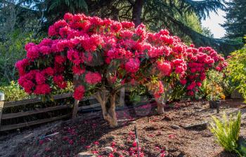 The state flower of Washington grows big in Burien, Washington.