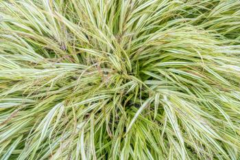 Closeup view of a large Sedge bush in Seatac, Washington.