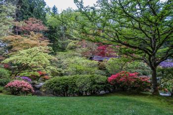 Flowering trees in this Seattle garden create rising levels of color.