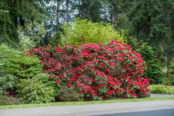 A huge red Rhododendron adorns the roadside in Normandy Park, Washington.