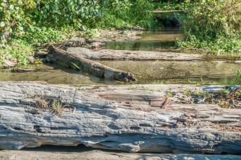 Driftwood logs lay across a stream at Searhurst Beach in Burien, Washington.