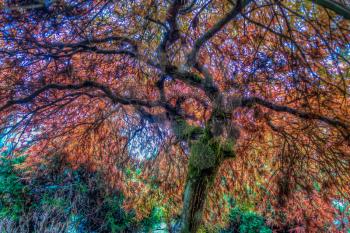 HDR processed image of a Japanese maple tree in seatac, Washington. Extreme saturated colors.