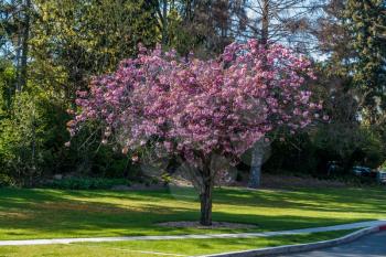 A view of a lone Cherry tree in full bloom at Seward Park in Seattle, Washington.