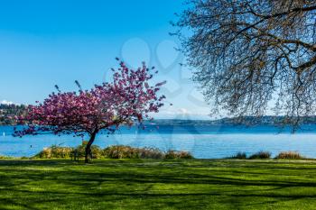 A view of a lone Cherry tree in full bloom at Seward Park in Seattle, Washington.
