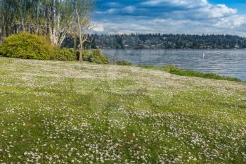 A lawn is covered with a blanket of daisys at Seward Park in Seattle.