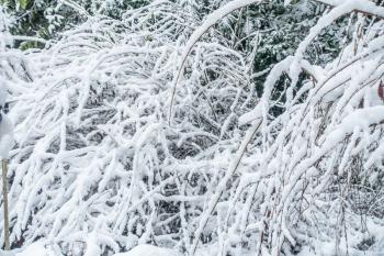 Snow clinging to a bush resembles cotton.