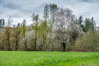Delicate Spring colors adorn these trees at Flaming Geyser State Park in Washington State.