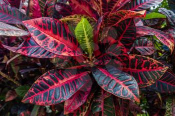 A closeup shot of a colorful Croton plant on Maui, Hawaii.