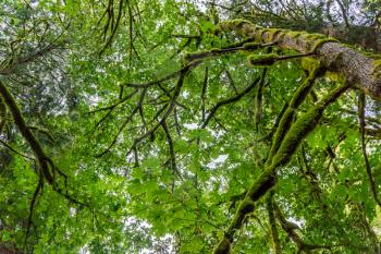 A view from below moss-covered tree branches in the Pacific Northwest.