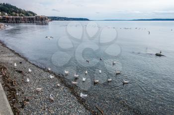 A group of birds swims near shore in West Seattle, Washington.