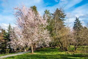 A profusion of white cherry blossoms burst forth in Spring. Shot taken in Burien, Washington.