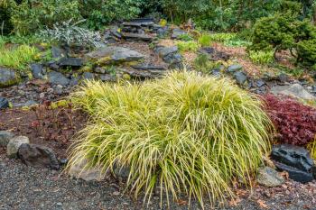A wispy bright Sedge plant stands out in Seatca, Washington.