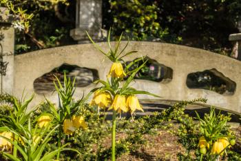 A closeup shot of yellow bell-shaped flowers at Seward Park in Seattle, Washington.