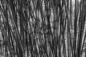 A closeup shot of bamboo shoots. Background or texture.