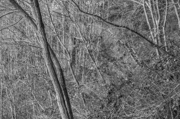 A closeup shot of bare trees and branches.Black and white image.