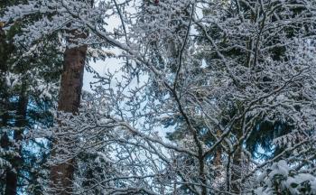 Fresh snow clings to tree branches somewhere in the Pacific Northwest.