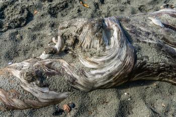 A closeup shot of gnarly driftwood that is partially covered with sand.
