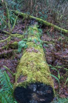Two logs are covered with green moss in a forest somewhere in the Pacific Northwest.