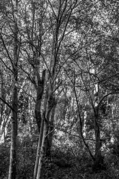 A black and white shot of trees. Background image.