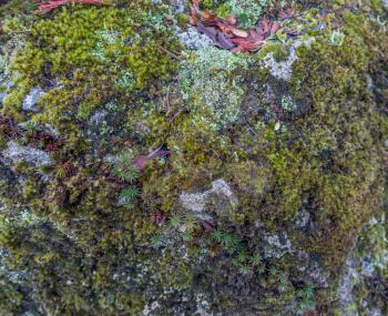 Various forms of vegetation cover a rock in Seatac, Washington.