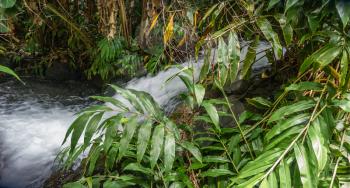 A closeup shot of the  Iao River in Maui, Hawaii.