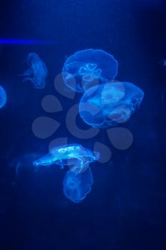 Blue light shines on jellyfish in an aquarium display.