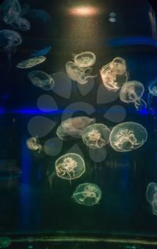 White light shines on jellyfish in an aquarium display.
