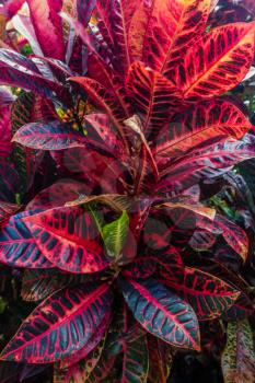 A closeup shot of a colorful Croton plant on Maui, Hawaii.