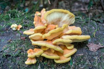 Closeup of orange and yellow mushrooms growing at Discovery Park in Seattle, Washington